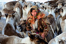 Ekaterina Yaptik, a Nenet herder selecting draught Reindeer (Rangifer tarandus) from corral. Yar-Sale district, Yamal, Northwest Siberia, Russia. April 2016.