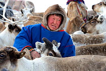 Nenet herder selecting draught Reindeer (Rangifer tarandus) from corral. Yar-Sale district, Yamal, Northwest Siberia, Russia. April 2016.