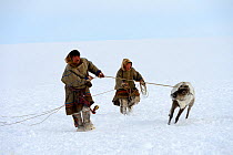 Nenet herders control Reindeer (Rangifer tarandus) with ropes and lasso. Yar-Sale district, Yamal, Northwest Siberia, Russia. April 2016.