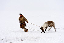 Nenet herder controlling Reindeer (Rangifer tarandus) on lasso. Yar-Sale district, Yamal, Northwest Siberia, Russia. April 2016.