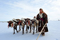 Ekaterina Yaptik, Nenet woman leading Reindeer (Rangifer tarandus) sleds on spring migration in tundra. Yar-Sale district, Yamal, Northwest Siberia, Russia. April 2016.