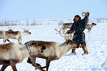 Nenet herder lassoing draught reindeers (Rangifer tarandus). Yar-Sale district, Yamal, Northwest Siberia, Russia. April 2016.