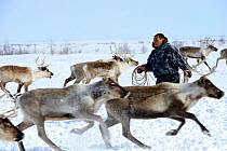 Nenet herder lassoing draught reindeers (Rangifer tarandus). Yar-Sale district, Yamal, Northwest Siberia, Russia. April 2016.
