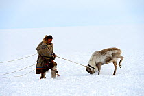 Nenet herder controlling Reindeer (Rangifer tarandus) on lasso. Yar-Sale district, Yamal, Northwest Siberia, Russia. April 2016.