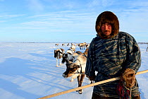 Sergue Chorolya, Nenet herder leading Reindeer (Rangifer tarandus) sleds on spring migration across tundra. Yar-Sale district, Yamal, Northwest Siberia, Russia. April 2016.