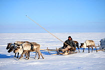 Nenet herder driving Reindeer (Rangifer tarandus) sleds on spring migration across tundra. Yar-Sale district, Yamal, Northwest Siberia, Russia. April 2016.