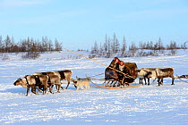 Nenet woman herds Reindeer (Rangifer tarandus) sleds across tundra with her dog. Yar-Sale district, Yamal, Northwest Siberia, Russia. April 2016.