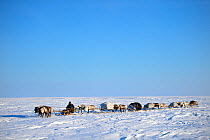 Nenet herder drives Reindeer (Rangifer tarandus) sleds on spring migration across tundra. Yar-Sale district, Yamal, Northwest Siberia, Russia. April 2016.