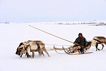 Sergue� Chorolya, Nenet herder drives Reindeer (Rangifer tarandus) sled on spring migration across tundra. Yar-Sale district, Yamal, Northwest Siberia, Russia. April 2016.