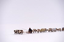 Sergue Chorolya, Nenet herder drives Reindeer (Rangifer tarandus) sleds on spring migration across tundra. Yar-Sale district, Yamal, Northwest Siberia, Russia. April 2016.