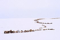 Nenet herders travel by Reindeer (Rangifer tarandus) sled on spring migration across tundra. Yar-Sale district, Yamal, Northwest Siberia, Russia. April 2016.