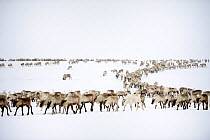 Reindeer (Rangifer tarandus) herd migration in spring, Yar-Sale district, Yamal, Northwest Siberia, Russia. April 2016.
