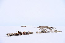 Nenet herders travel by Reindeer (Rangifer tarandus) on  spring migration across tundra. Yar-Sale district, Yamal, Northwest Siberia, Russia, April 2016.