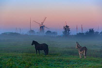 Donkey and horse on the Norfolk Broads with windmill at dawn,  Norfolk, UK, October 2008.
