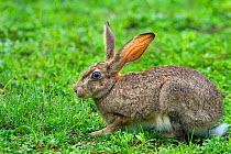 Scrub hare (Lepus saxatilis)  Natal, South Africa.