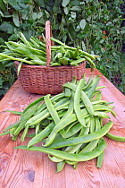 Runner beans gathered from garden vegetable patch.
