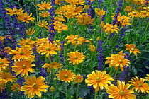 Rudbeckia 'Praire Sun' flowers, cultivated plant in garden.