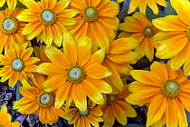 Rudbeckia 'Praire Sun' flowers, cultivated plant in garden.