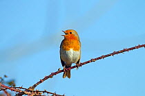 Robin (Erithacus rubecula) singing, England, UK, February.