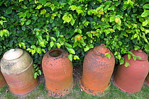 Rhubarb forcing pots in garden, England, UK, July.