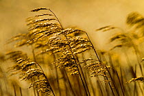 Reeds (Phragmites australis) at Cley Nature Reserve, Norfolk, England, UK, February.