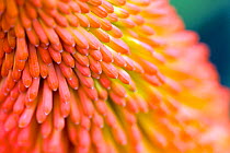 Red-hot poker flowers (Kniphofia) close up, cultivated plant.