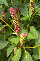 American pokeweed plant (Phytolacca americana) flowers, cultivated plant.