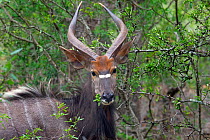 Nyala (Tragelaphus angasii) male, Natal, South Africa.