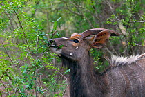 Nyala (Tragelaphus angasii) male feeding, Natal, South Africa.