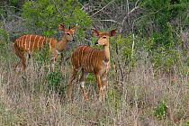 Nyala (Tragelaphus angasii) females, Natal. South Africa, January.