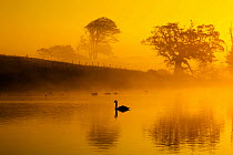 Mute swans (Cygnus olor) on water at sunrise on foggy morning, Norfolk, England, UK. November.