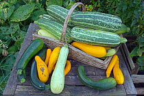 Mixed squashes in trug in autumn.