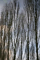 Lombardy poplar trees (Populus nigra italica) reflected in river, England, UK, February.
