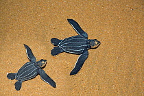 Leatherback sea turtles (Dermochelys coriacea) hatchlings, Thonga Beach, Maputuland, KwaZulu-Natal, South Africa. January.