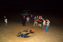 Eco tourists watching Leatherback sea turtle (Dermochelys coriacea) laying eggs, South Africa, January 2016.