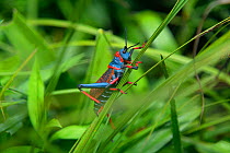 Koppie foam grasshopper (Dictyophorus spumans) on grass, Natal, South Africa.
