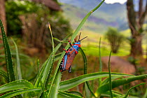 Koppie foam grasshopper (Dictyophorus spumans) on grass, Natal, South Africa.