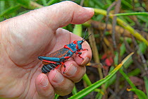 Koppie foam grasshopper (Dictyophorus spumans) held in human hand, Natal, South Africa.