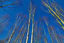 Himalayan birch trees (Betula utilis var jacquemontii) viewed from below, cultivated plant, England, UK, February.
