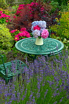 Hydrangeas (Hydrangea sp) flower arrangement on  garden table, England, UK, August.