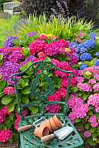 Hydrangeas (Hydrangea sp) cultivated flowers in garden border with cast iron chair with pots and trowels, England, UK, July.