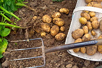 Garden fork and freshly harvested home grown potatoes in trug, England, UK, August.