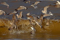 Herring gulls (Larus argentatus) immature birds feeding in surf in the North Sea, England, UK, February.