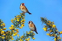 RF- Goldfinches (Carduelis carduelis) pair in winter flowering gorse, England, UK, February. (This image may be licensed either as rights managed or royalty free.)