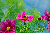 Cosmos flower (Cosmos bipinnatus) cultivated plant in border, with Bumblebee (Bombus sp)s pollinating.