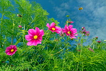 Cosmos flower (Cosmos bipinnatus) cultivated plant in garden border, with Bumblebee (Bombus sp)s in flight.