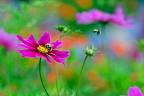 Cosmos flower (Cosmos bipinnatus) cultivated plant in garden border, with Bumblebee (Bombus sp) in flight.