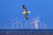 RF- Northern fulmar (Fulmarus glacialis) in flight over sea with offshore wind farm, Hunstanton, Norfolk, UK, February. (This image may be licensed either as rights managed or royalty free.)