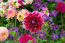 Dahlia 'Purple pearl' flower, cultivated plant growing in garden border