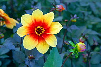 Dahlia 'Moonfire' flower, cultivated plant growing in garden border.
